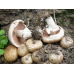 Мицелий Шампиньона королевского (Agaricus bisporus) Мицелий Шампиньона королевского (Agaricus bisporus)